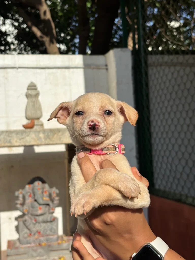 Hazel, a puppy in Bengaluru available for adoption