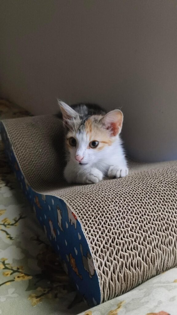 Kitten is looking for a loving home in Bangalore - kitten for adoption in Bengaluru