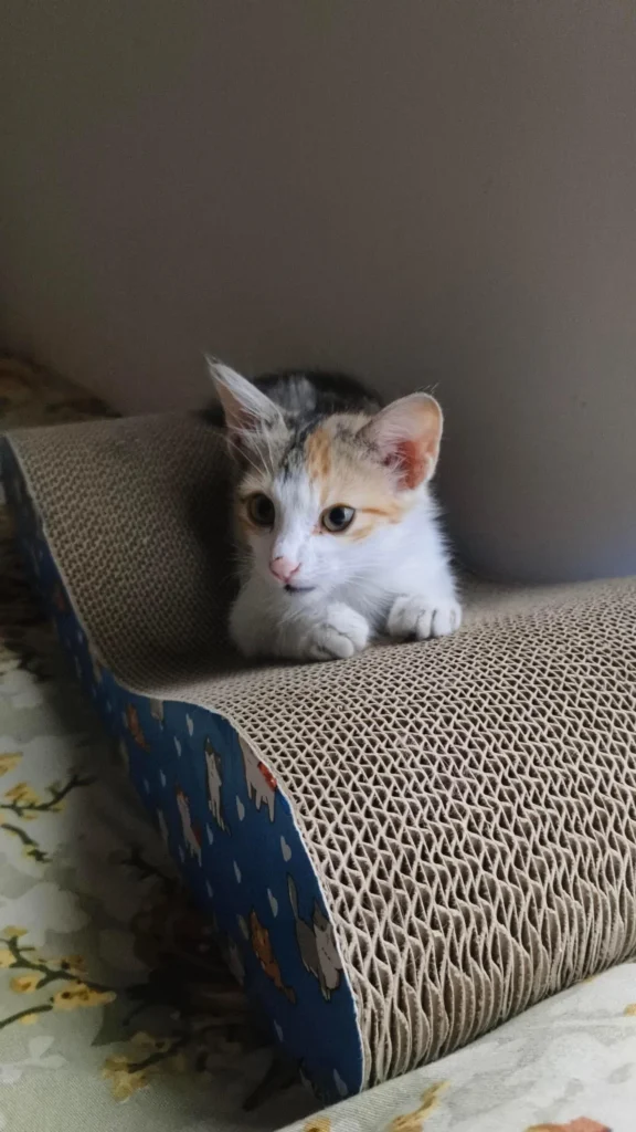 Kitten is looking for a loving home in Bangalore - kitten for adoption in Bengaluru