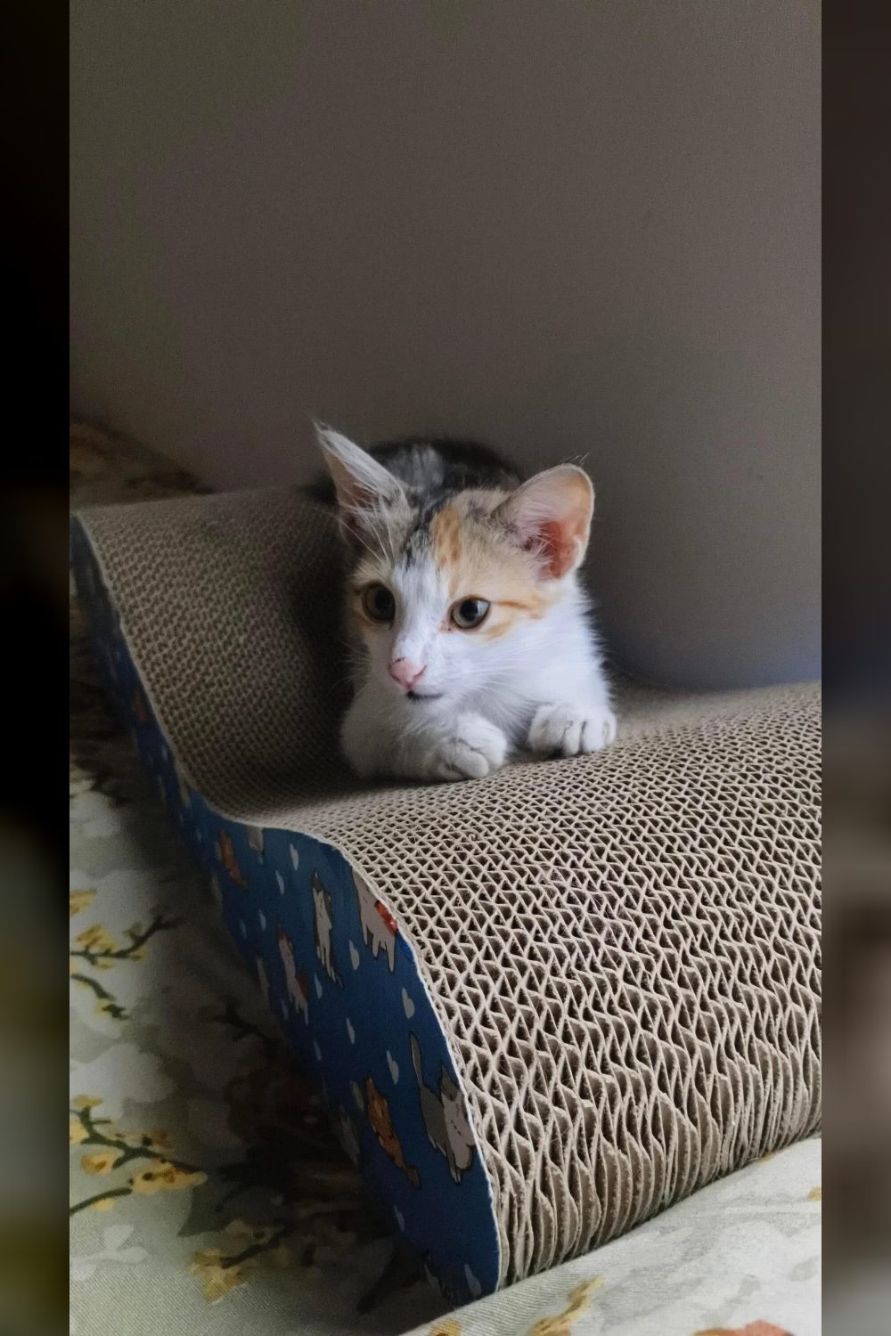 Kitten is looking for a loving home — Bengaluru