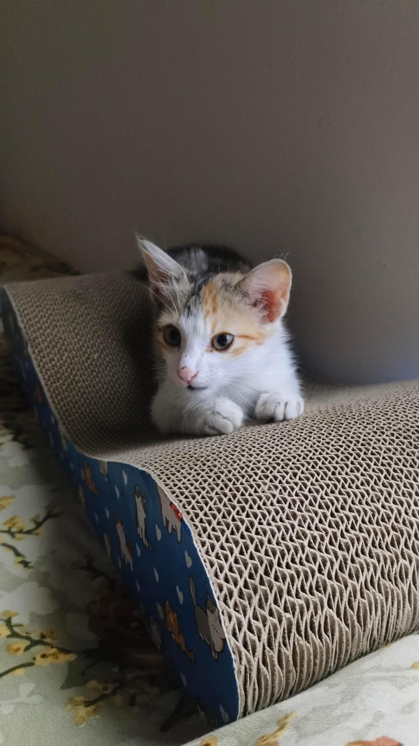 Kitten is looking for a loving home — Bengaluru