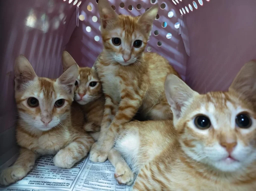 Four bonded ginger kittens, about three months old, for adoption in South Delhi