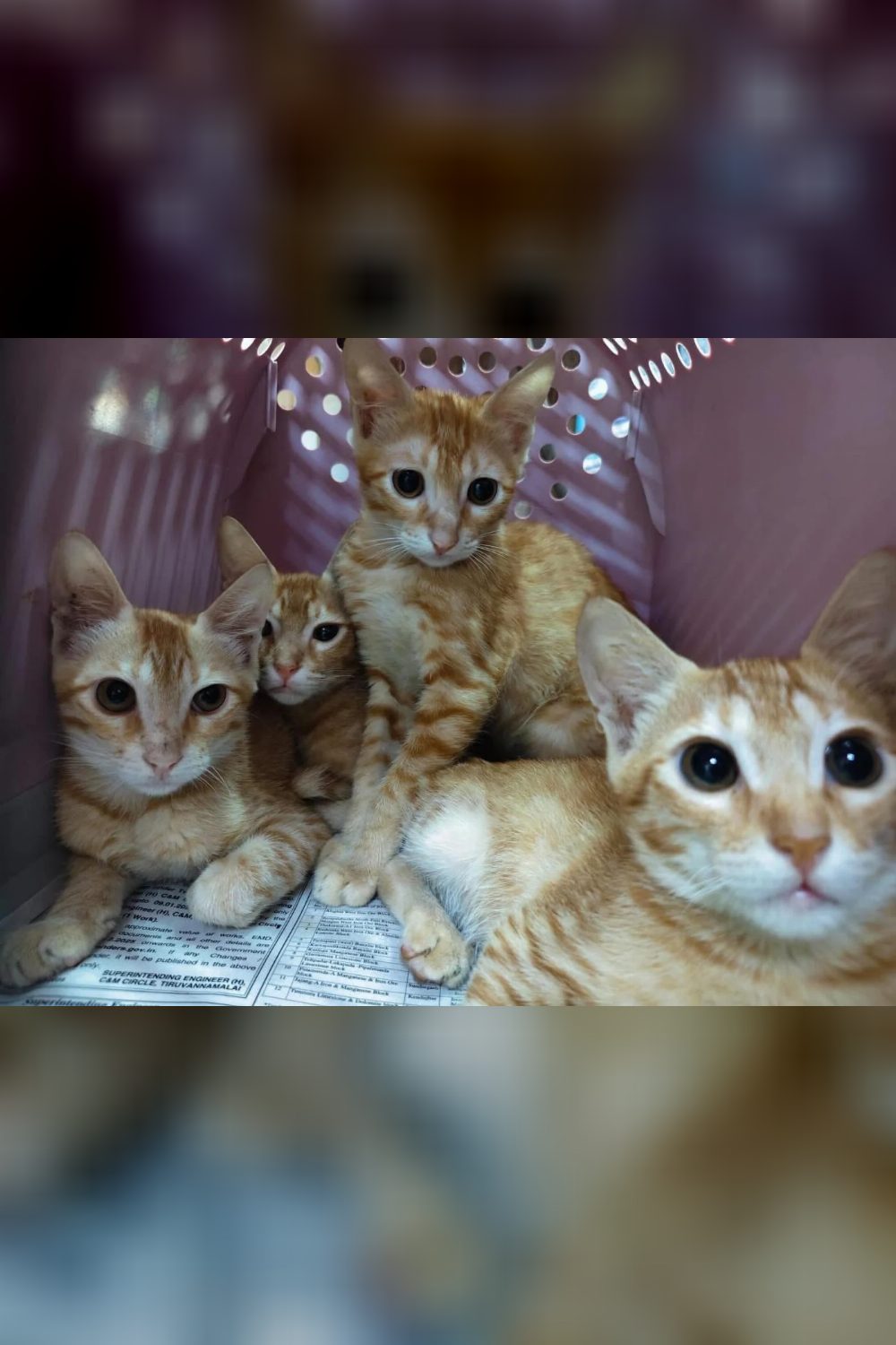 Four ginger kittens rescued off the street need homes — Delhi NCR