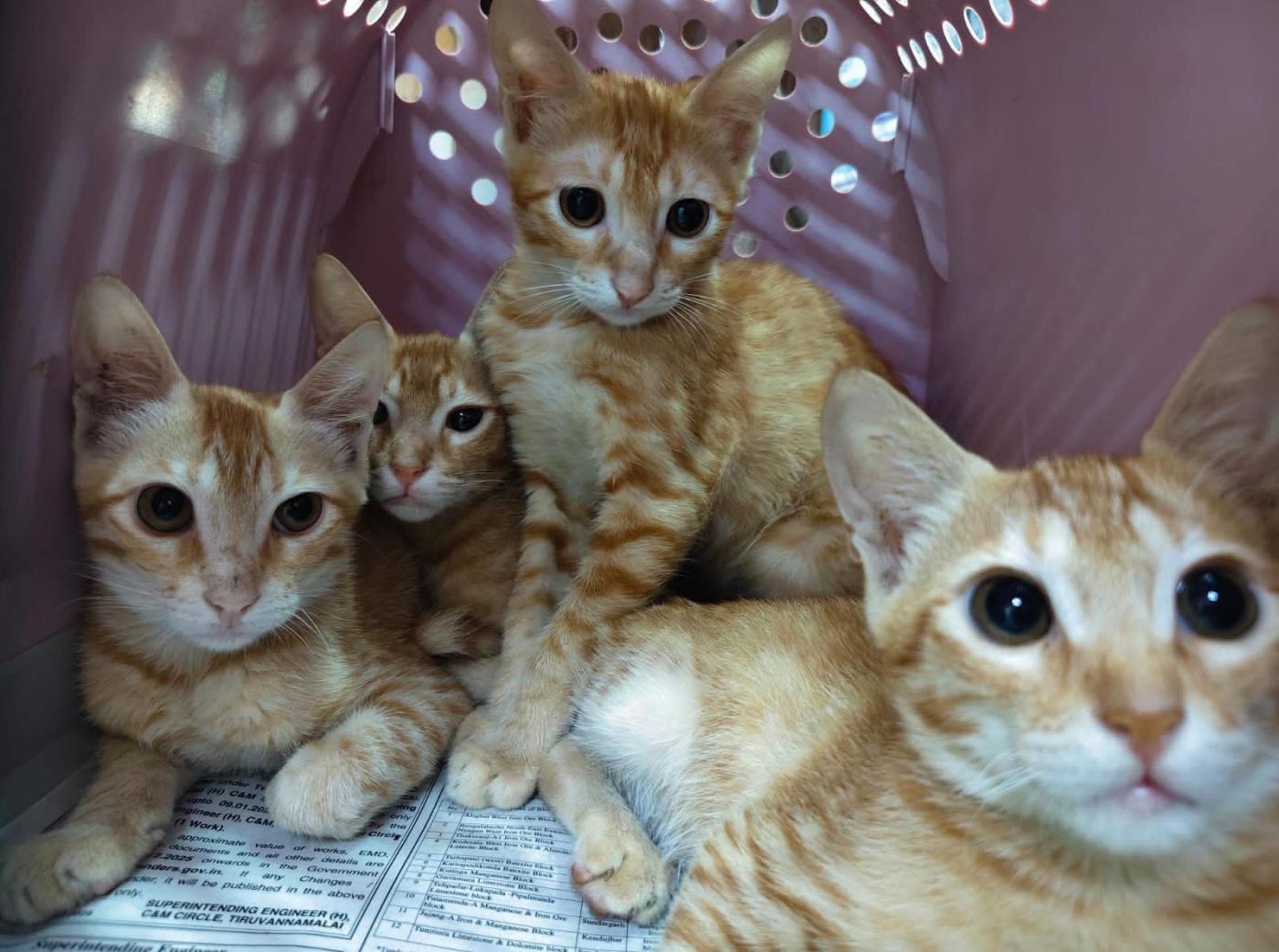 Four ginger kittens rescued off the street need homes — Delhi NCR