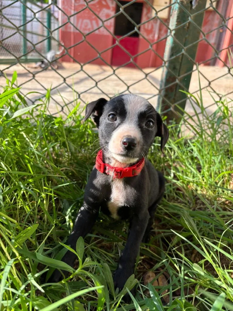 Adoption Appeal for ZARA - pet in Bengaluru