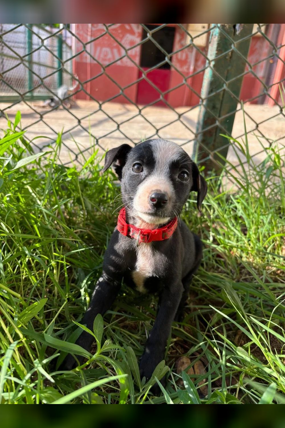 Adoption Appeal for ZARA — Bengaluru