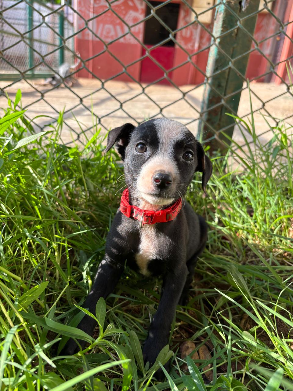 Adoption Appeal for ZARA — Bengaluru