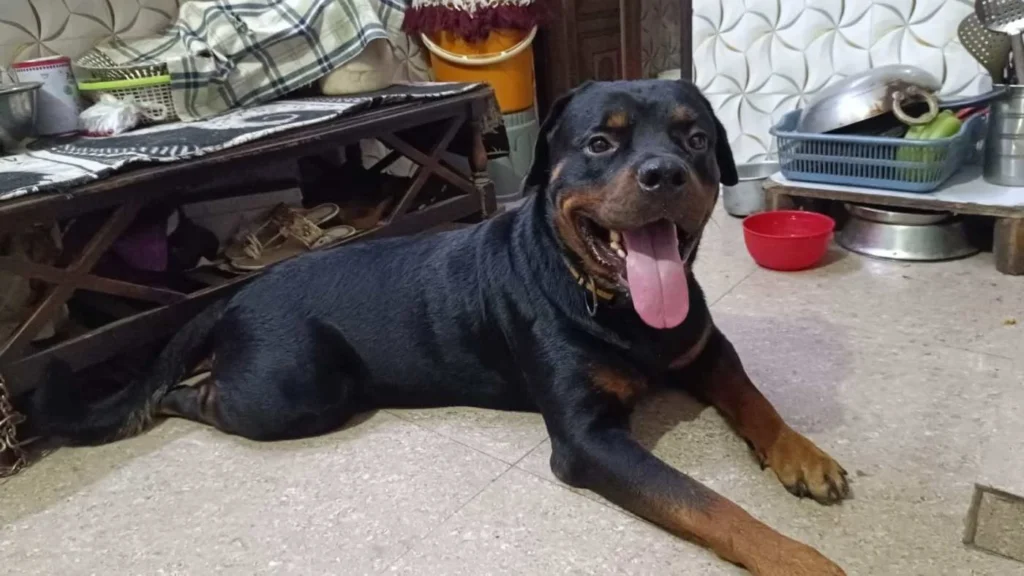 Adoption appeal for 2.5 yr old doggie - dog in Delhi NCR