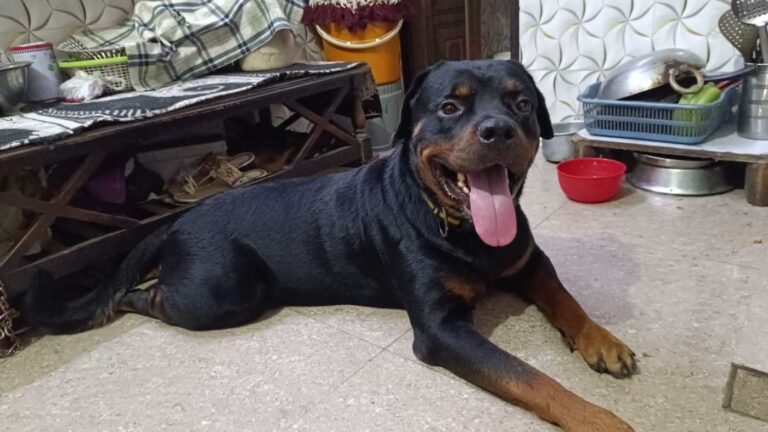 Adoption appeal for 2.5 yr old doggie, adoptable dog in Delhi NCR