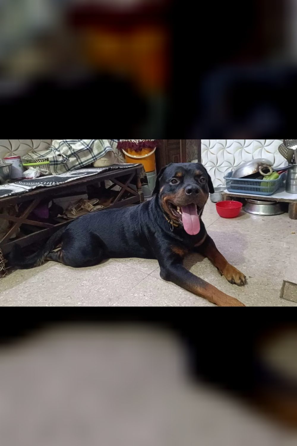 Adoption appeal for 2.5 yr old doggie — Delhi NCR