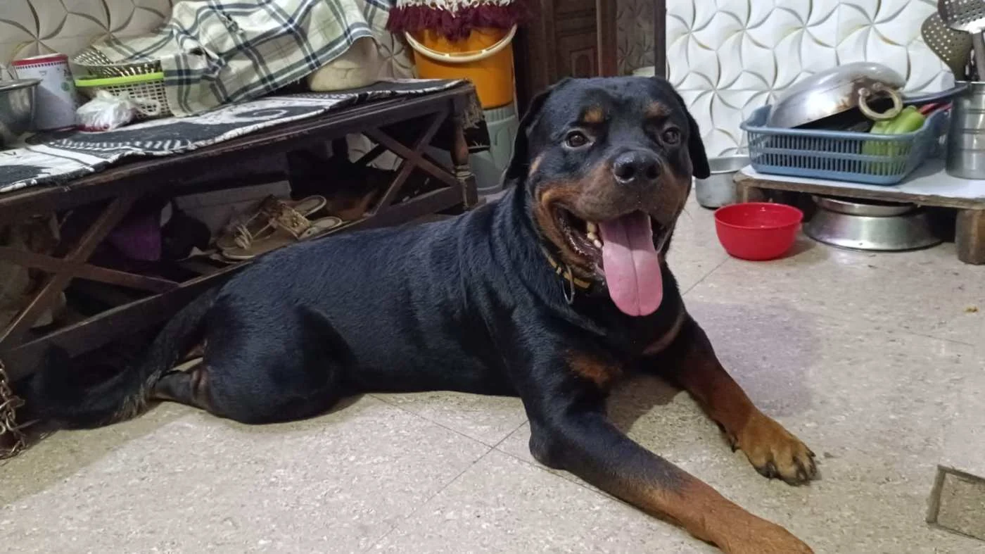 Adoption appeal for 2.5 yr old doggie in Delhi NCR