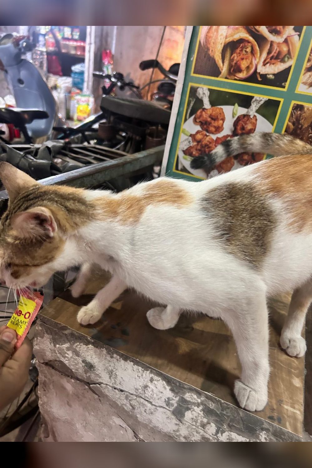 The Safdarjung restaurant kitten is now two months old, and she comes with her mother — Delhi NCR