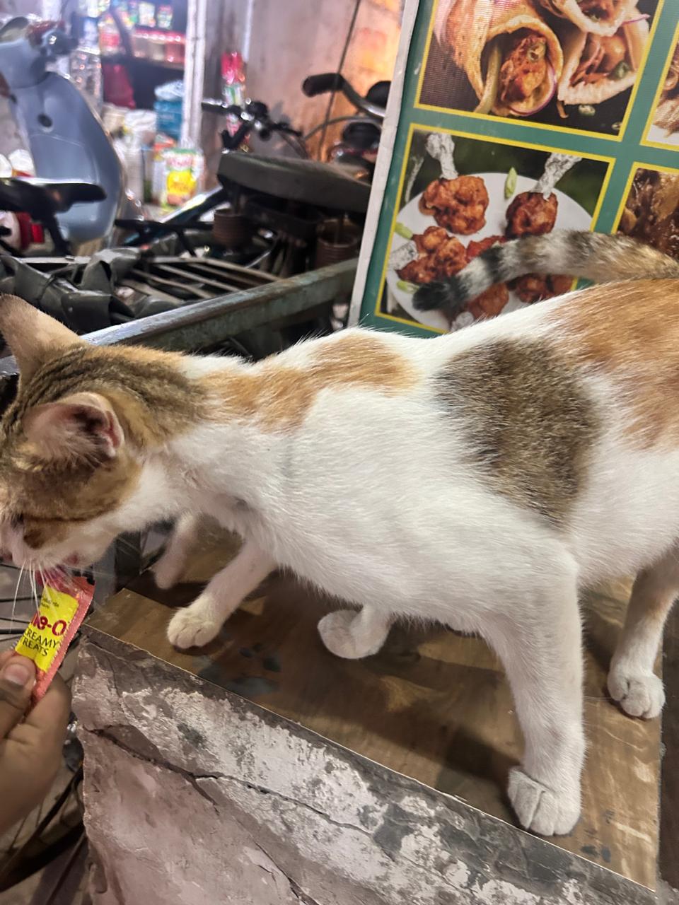 The Safdarjung restaurant kitten is now two months old, and she comes with her mother — Delhi NCR