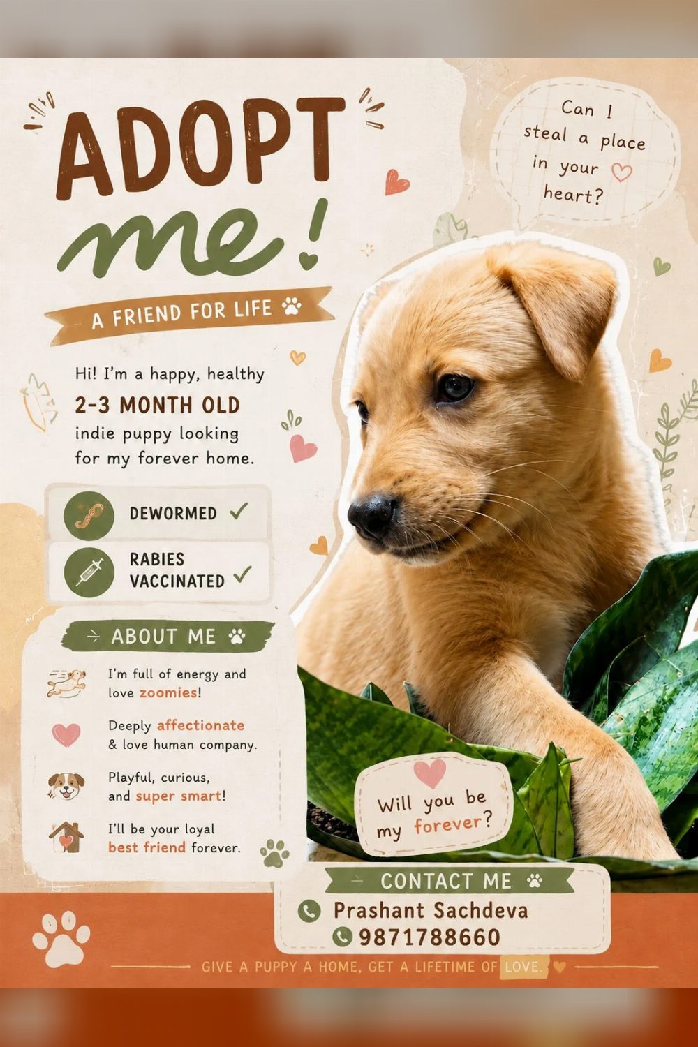 Indi puppies for adoption (Gurugram) — Delhi NCR