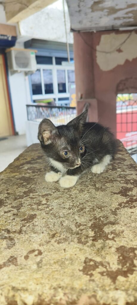 Is it possible? - pet for adoption in Chennai