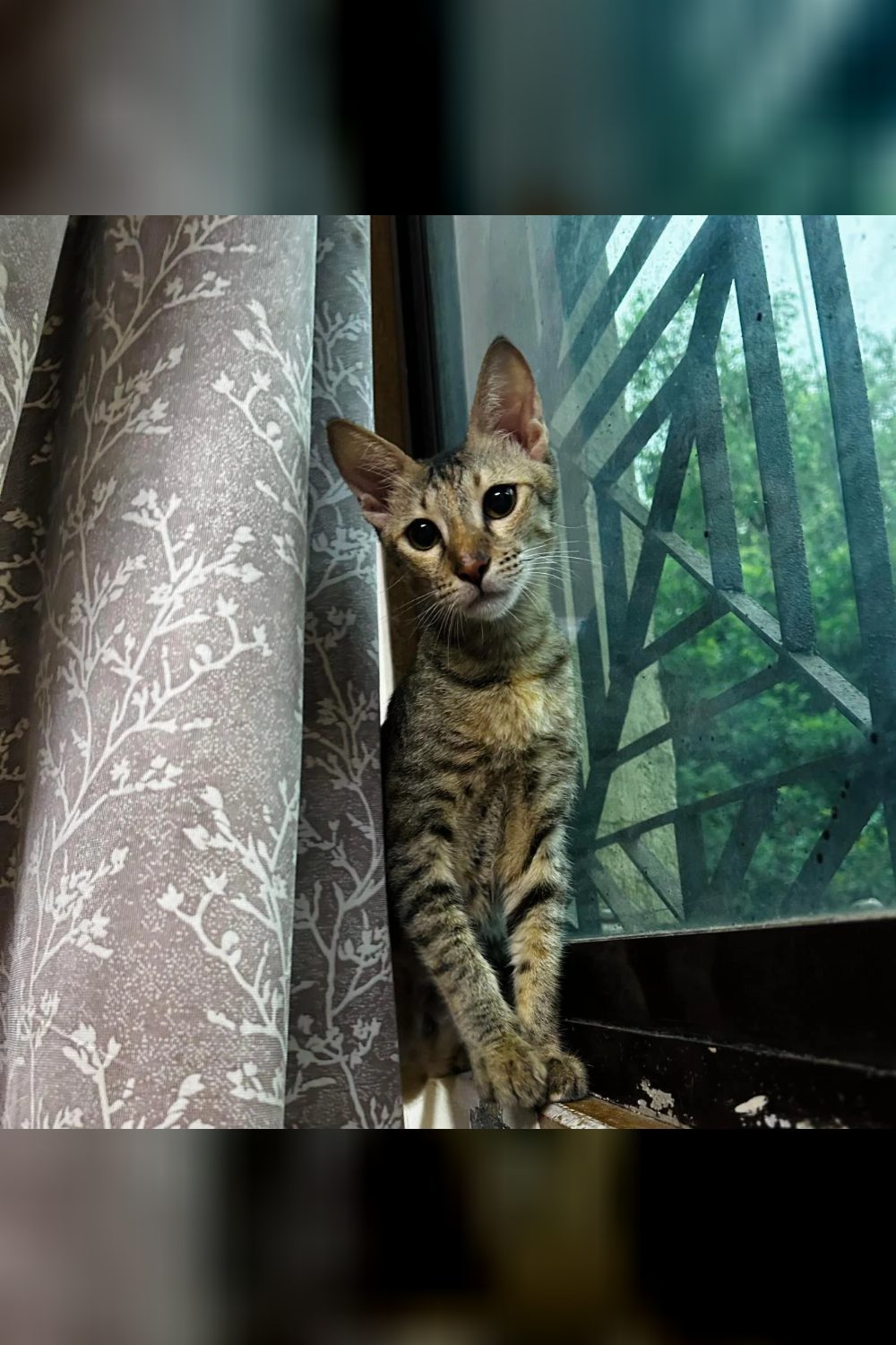 Two vaccinated female kittens ready for adoption — Mumbai