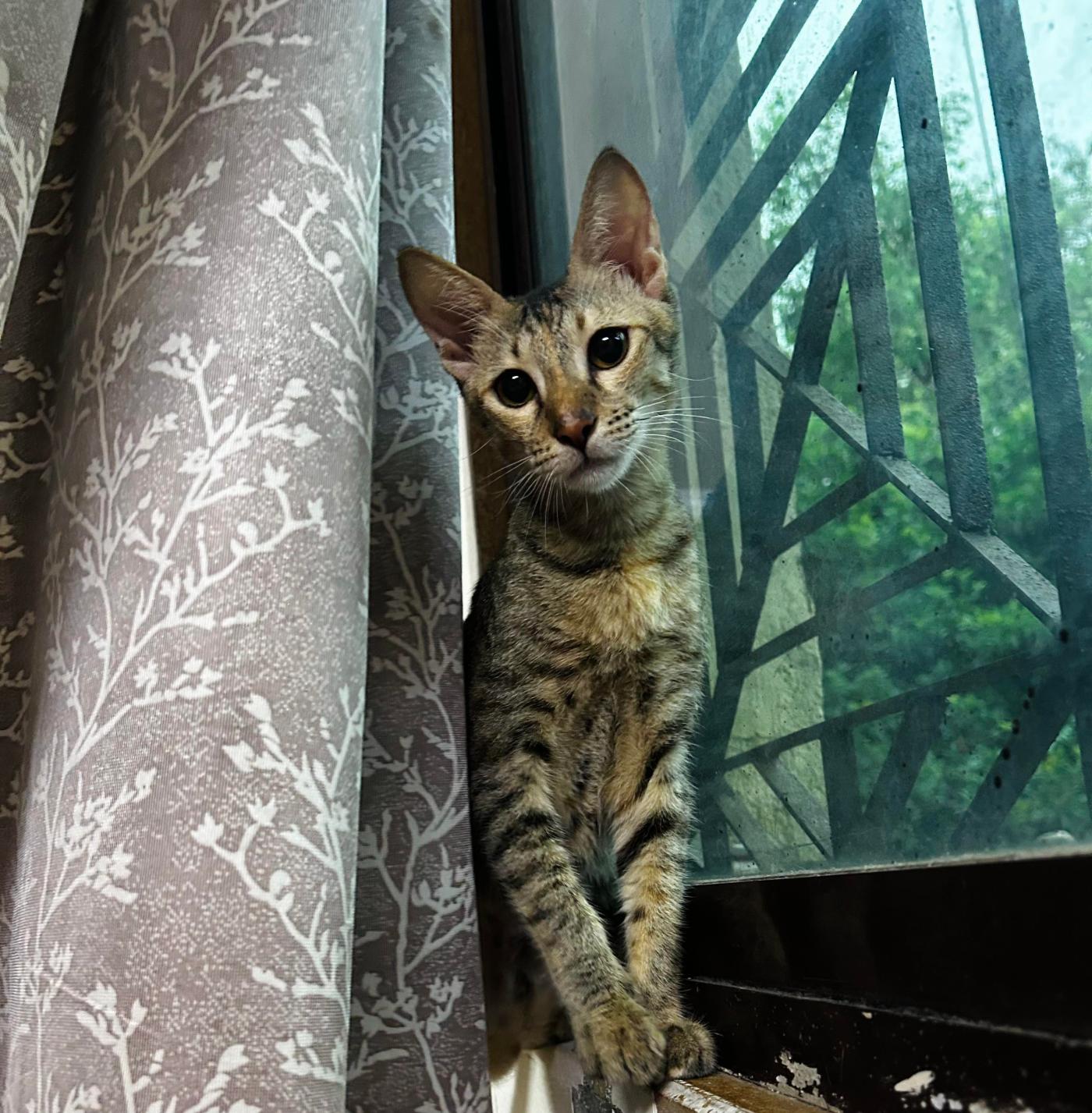 Two vaccinated female kittens ready for adoption — Mumbai