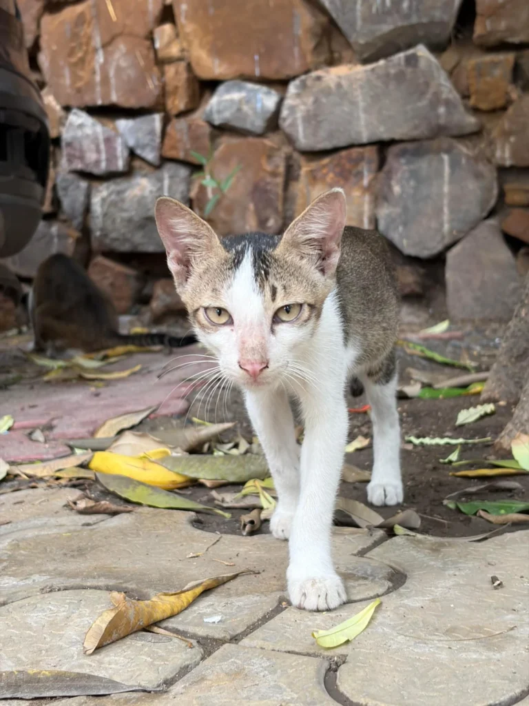 Adoption Appeal - pet in Delhi NCR
