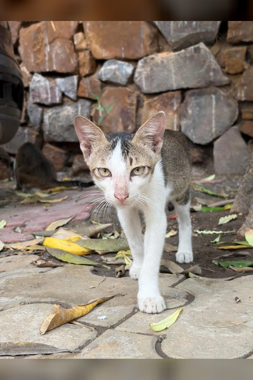 Four kittens and their mother, fed on the street for weeks, need homes — Delhi NCR