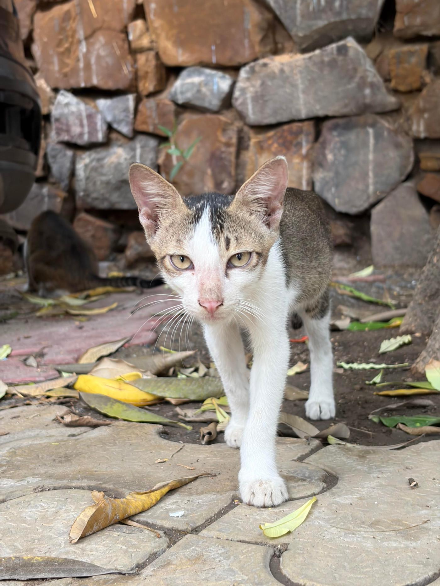 Four kittens and their mother, fed on the street for weeks, need homes — Delhi NCR