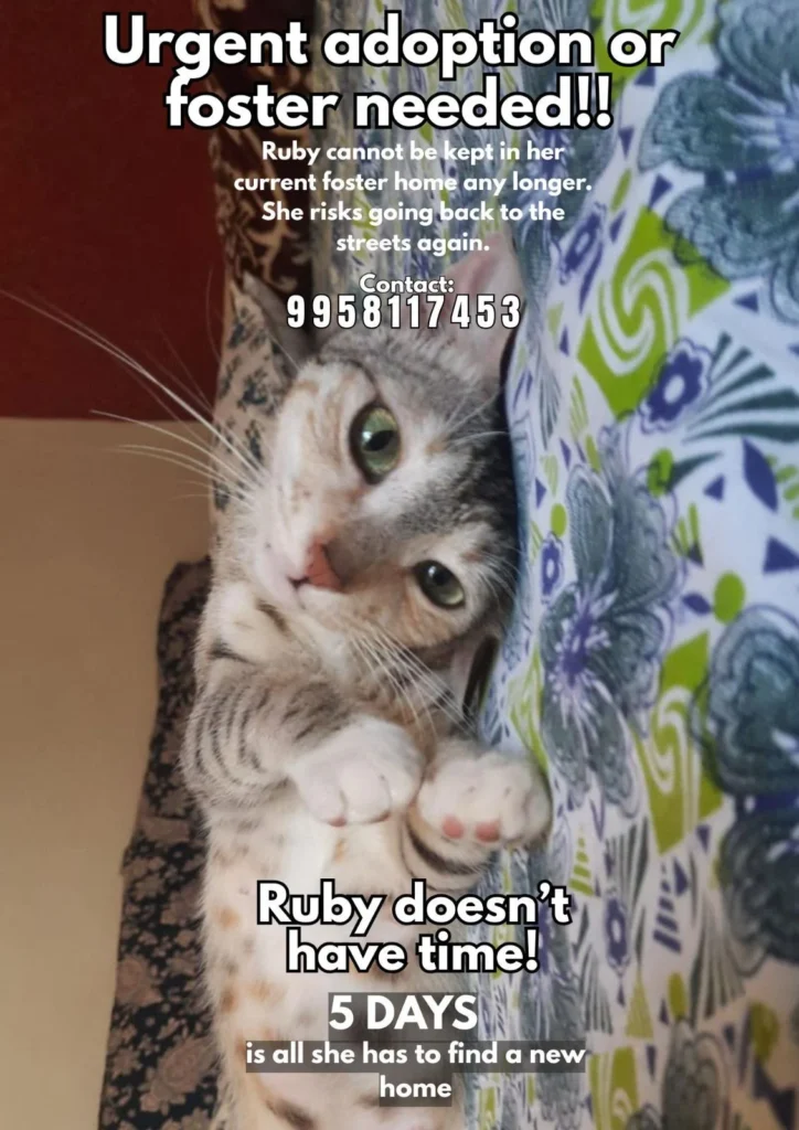 Urgent adoption/foster required - pet in Pune