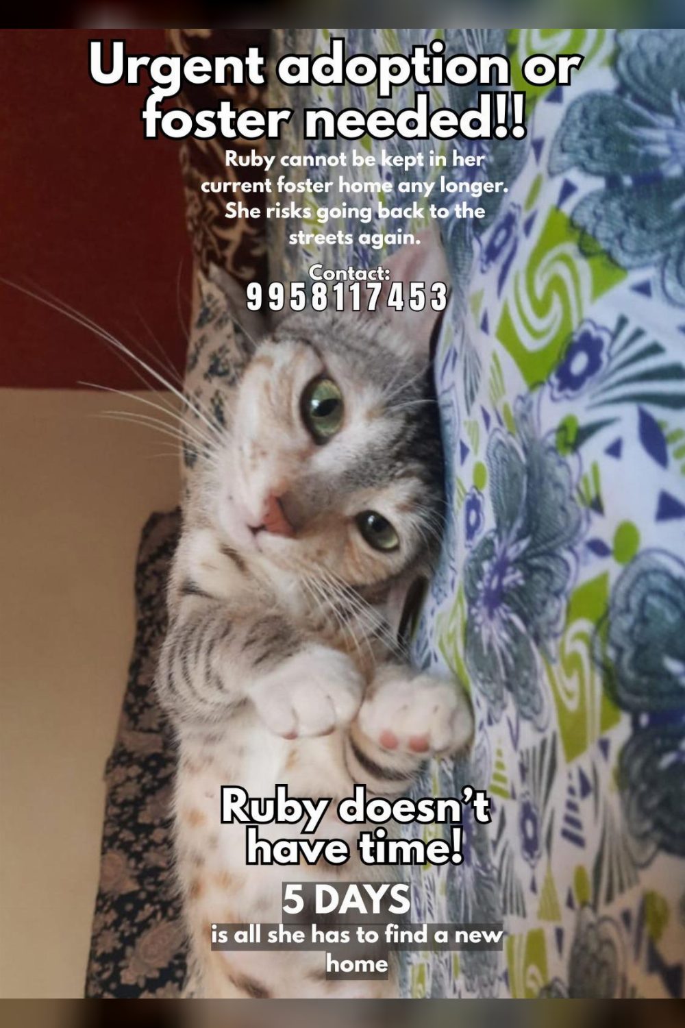 Urgent adoption/foster required — Pune