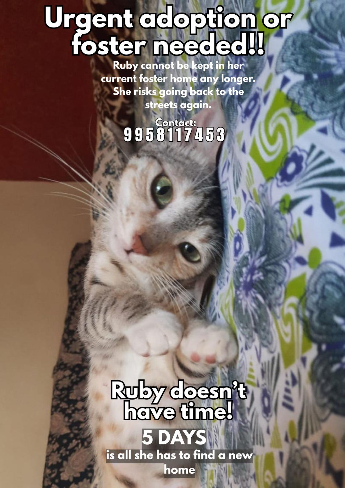 Urgent adoption/foster required — Pune