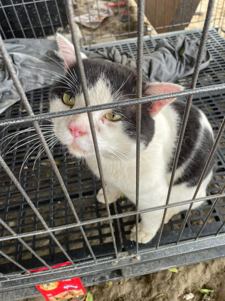 Save Laddu! - pet for adoption in Delhi NCR