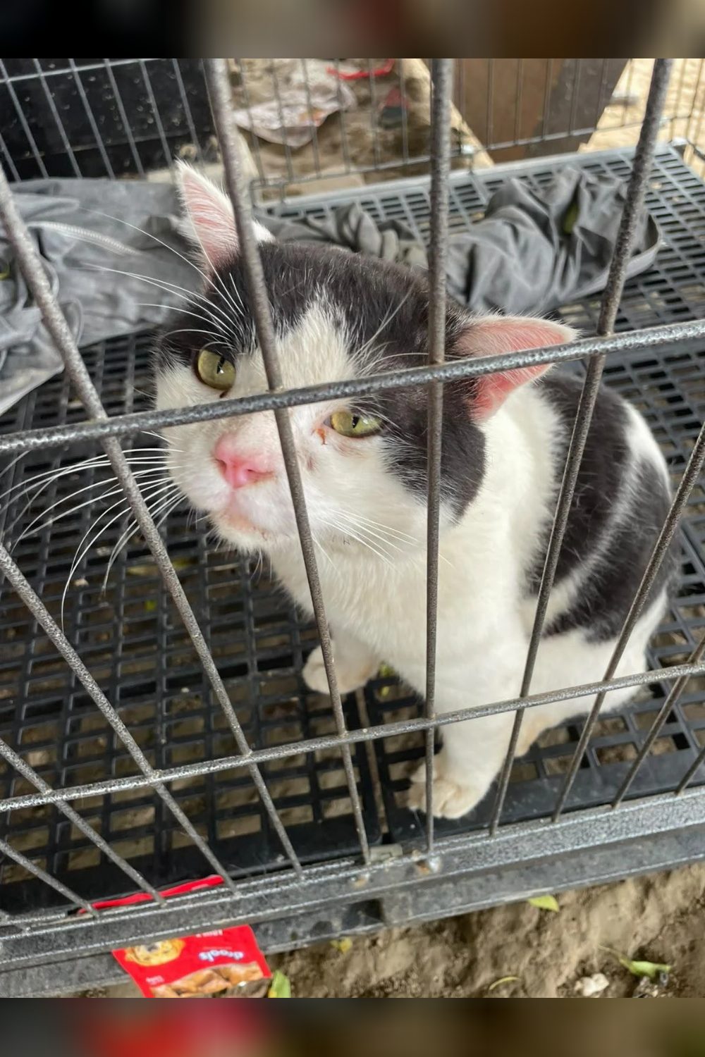 Save Laddu, kitten for adoption — Delhi NCR