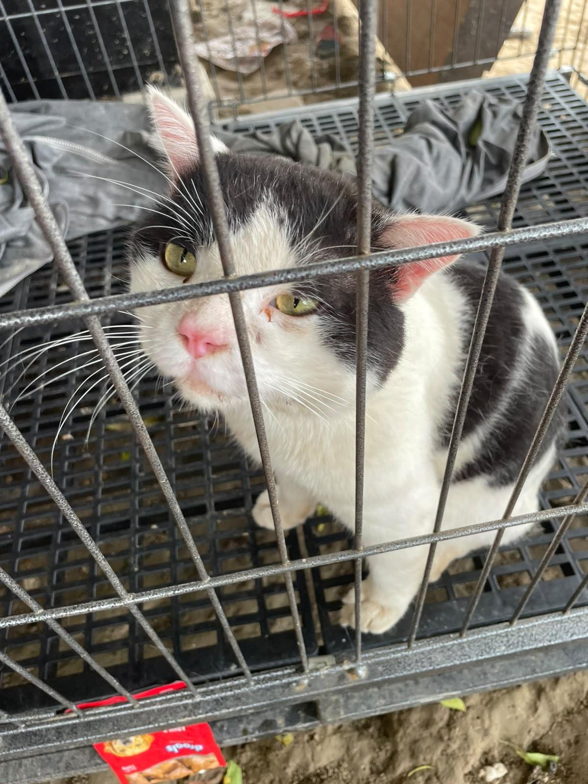Save Laddu, kitten for adoption — Delhi NCR