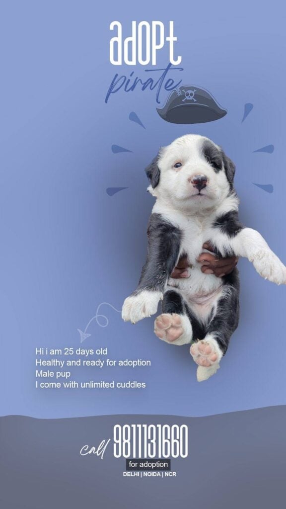 4 adorable indie pups ready for adoption in Delhi NCR - dog in Delhi NCR