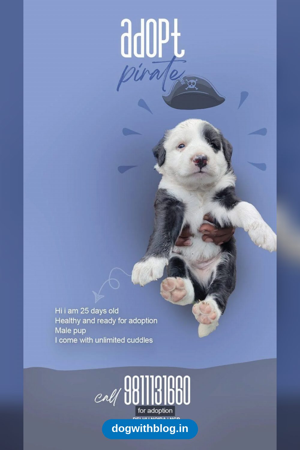 4 adorable indie pups ready for adoption — Delhi NCR