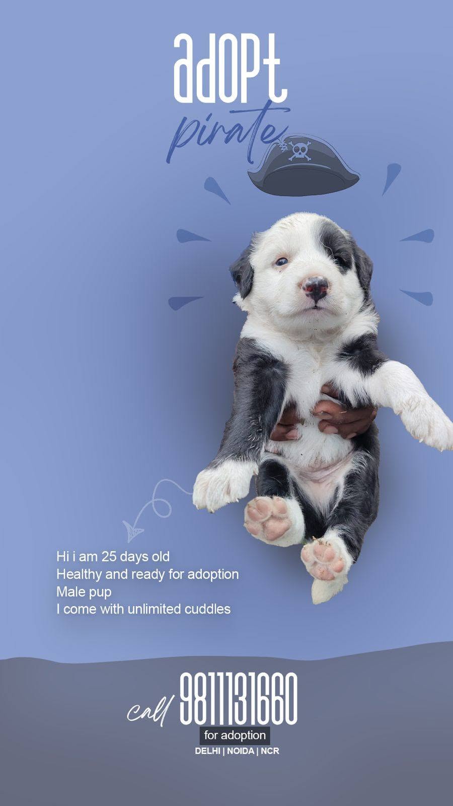 4 adorable indie pups ready for adoption — Delhi NCR