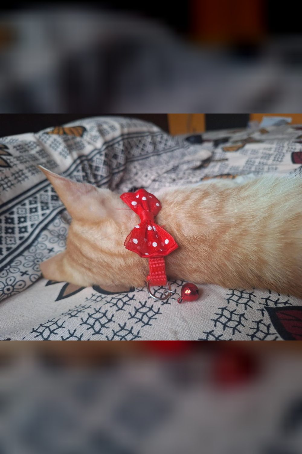 Little ginger cat still looking for a Home — Bengaluru
