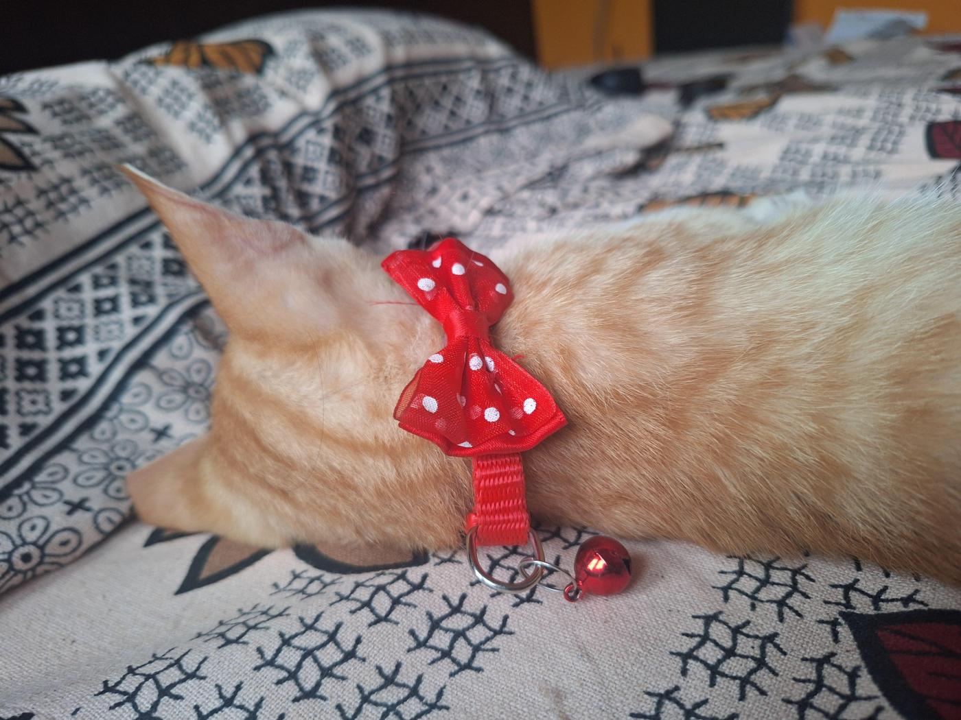 Little ginger cat still looking for a Home — Bengaluru
