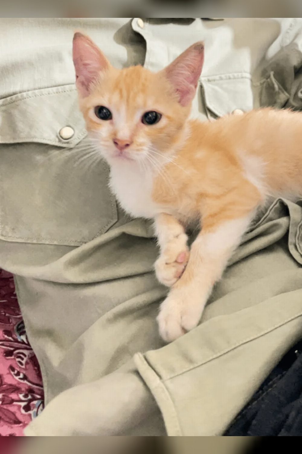 Adopt Noori, a Persian-mix kitten found abandoned — Mumbai