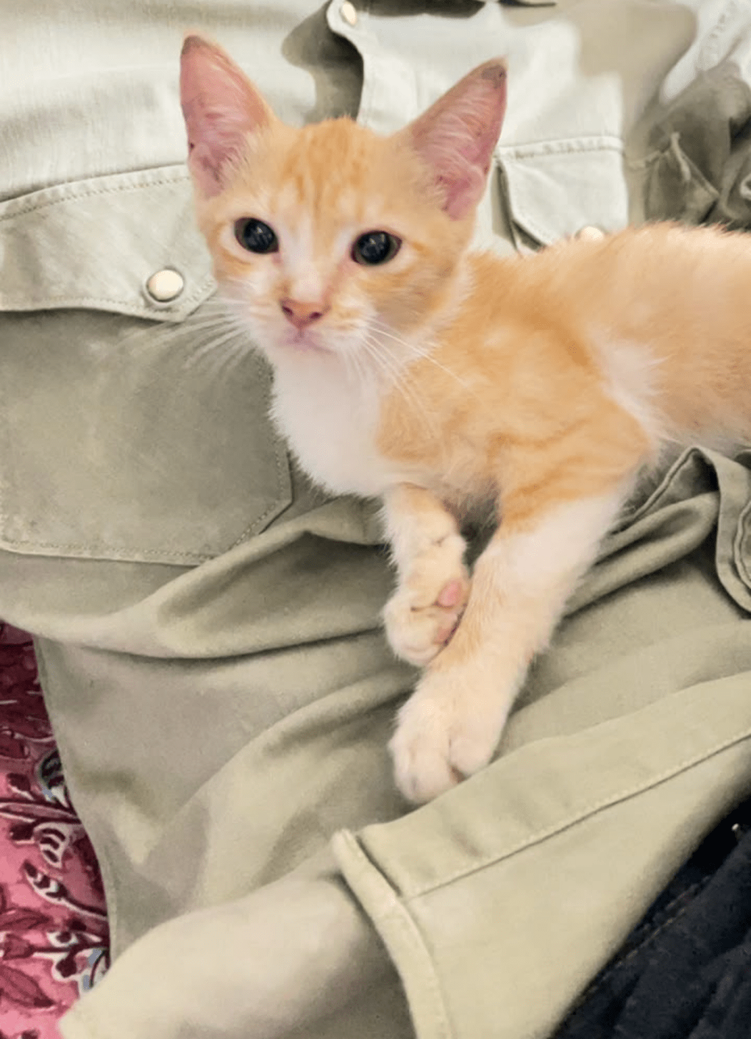 Adopt Noori, a Persian-mix kitten found abandoned — Mumbai