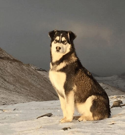 Rani, an indie dog in Kashmir valley resting in the snow
