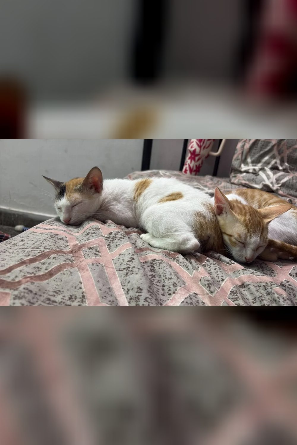 Three vaccinated kittens for adoption — Delhi NCR