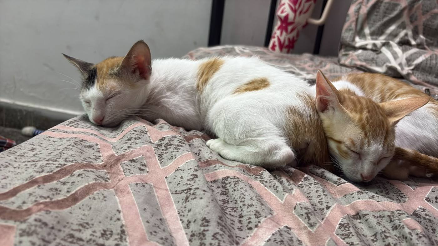 Three vaccinated kittens for adoption — Delhi NCR