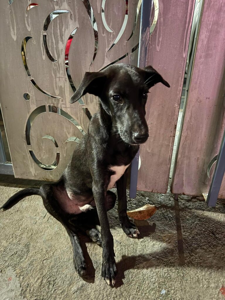 Rescued 6-month-old black pup recovering from a street dog attack in Delhi NCR