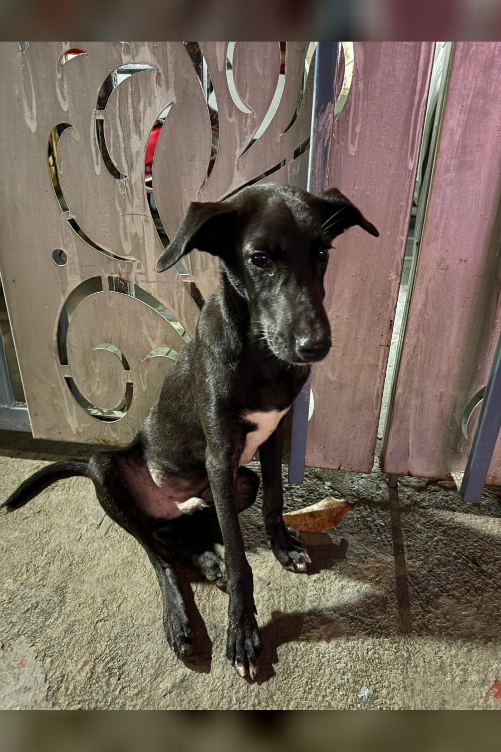 Rescued black pup, 6 to 7 months old, needs a foster or home — Delhi NCR