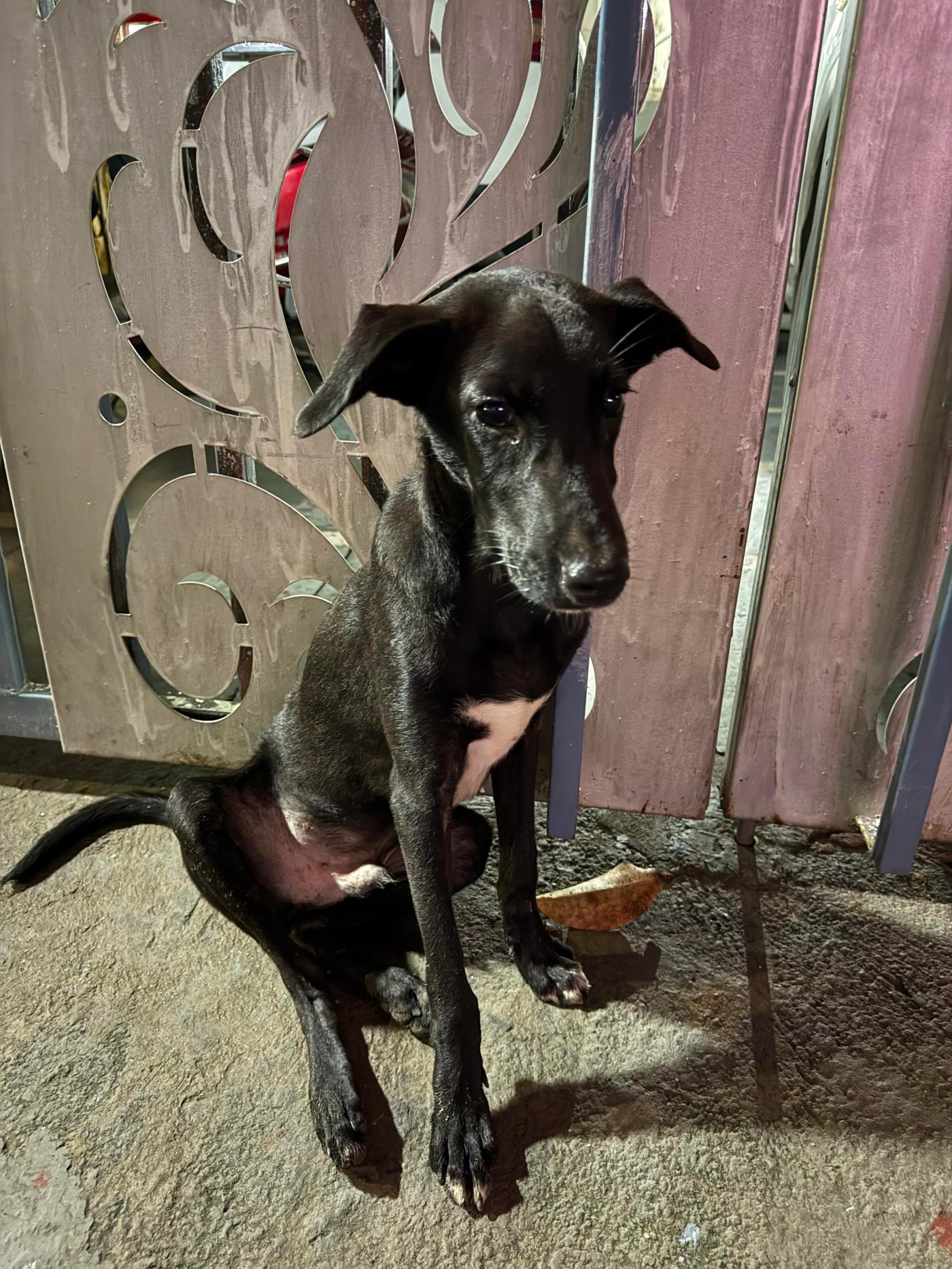Rescued black pup, 6 to 7 months old, needs a foster or home — Delhi NCR