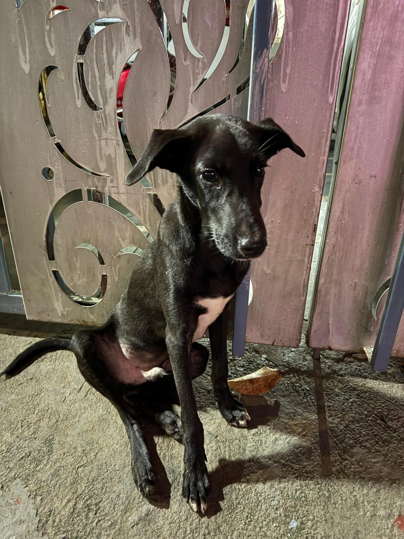 Rescued black pup, 6 to 7 months old, needs a foster or home in Delhi NCR