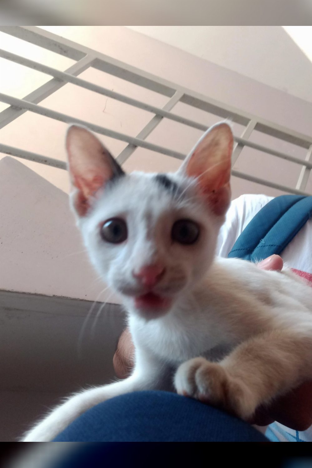 Kitten for adoption in Madukarai — Coimbatore