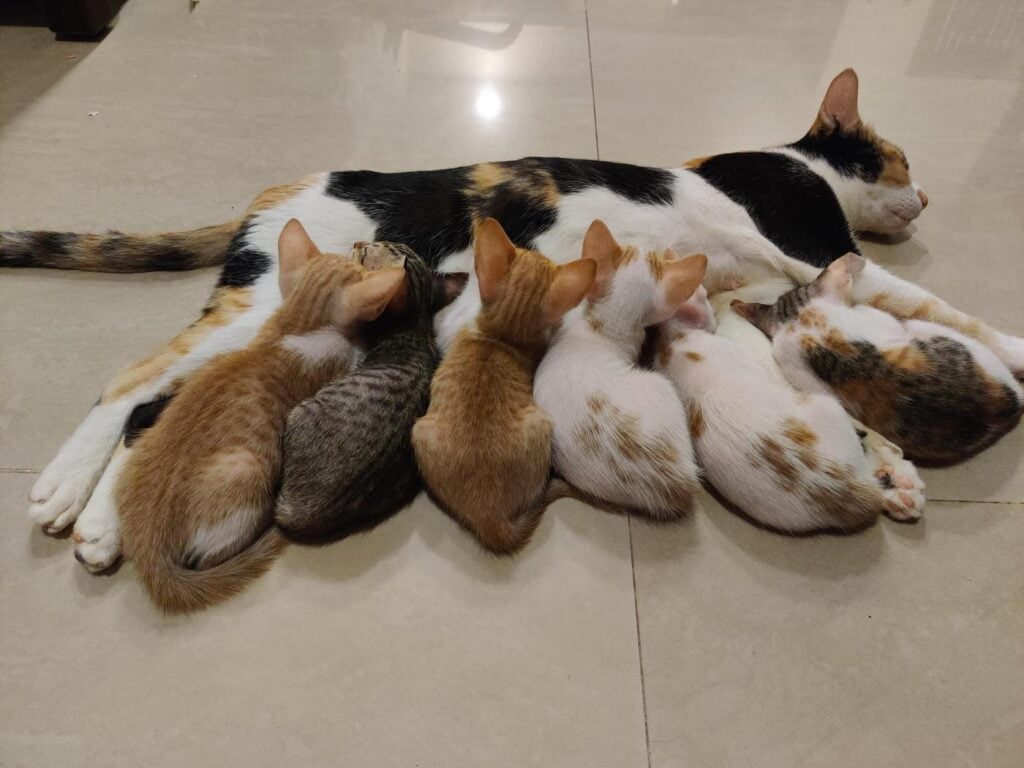 Kittens up for Adoption - kitten in Mumbai