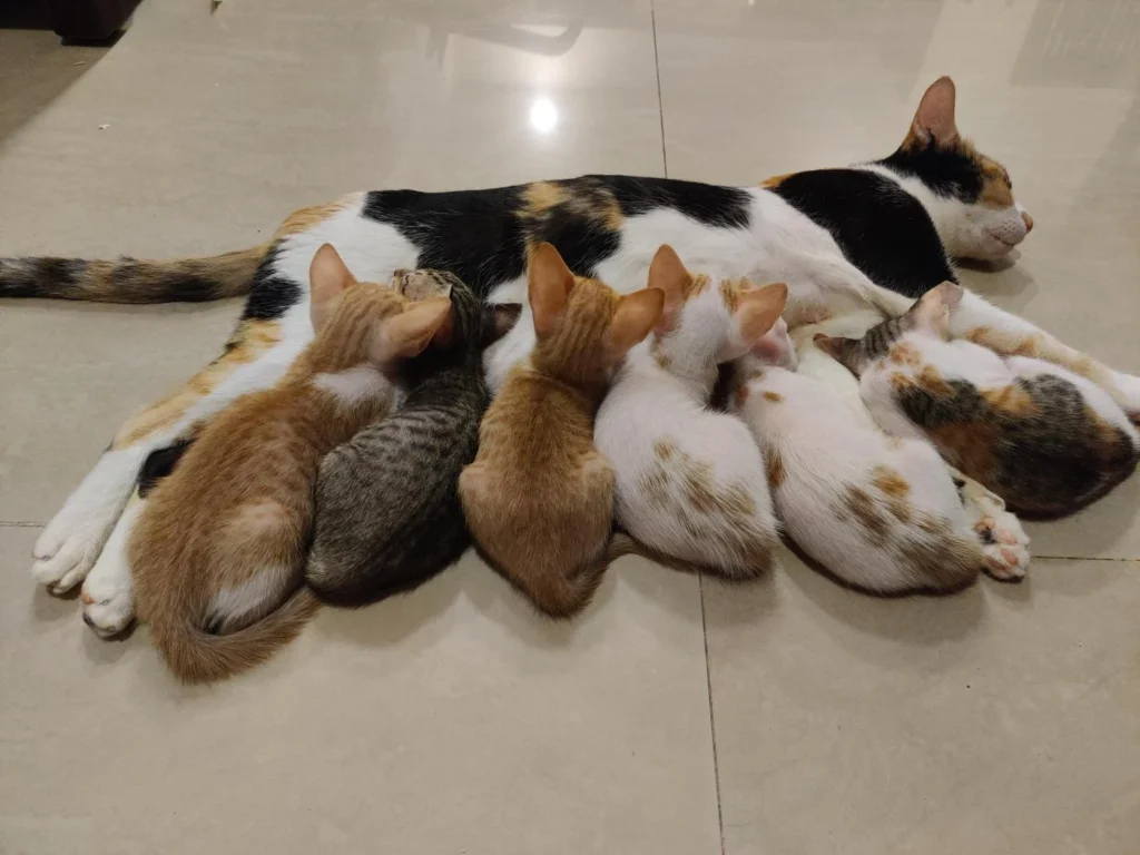 Kittens up for Adoption - kitten in Mumbai