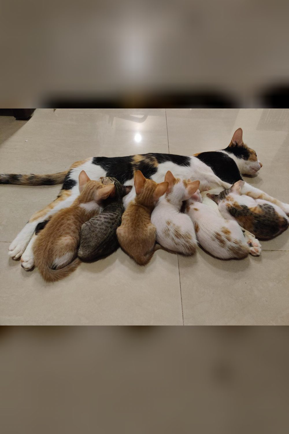 Kittens up for Adoption — Mumbai