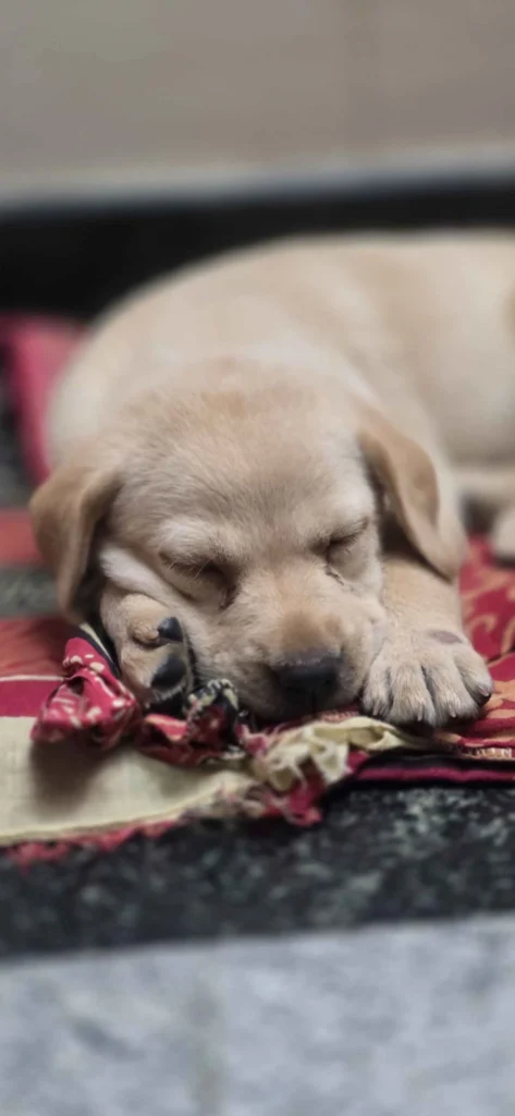 ADOPTION/RESCUE Request Bengaluru - pet in Bengaluru