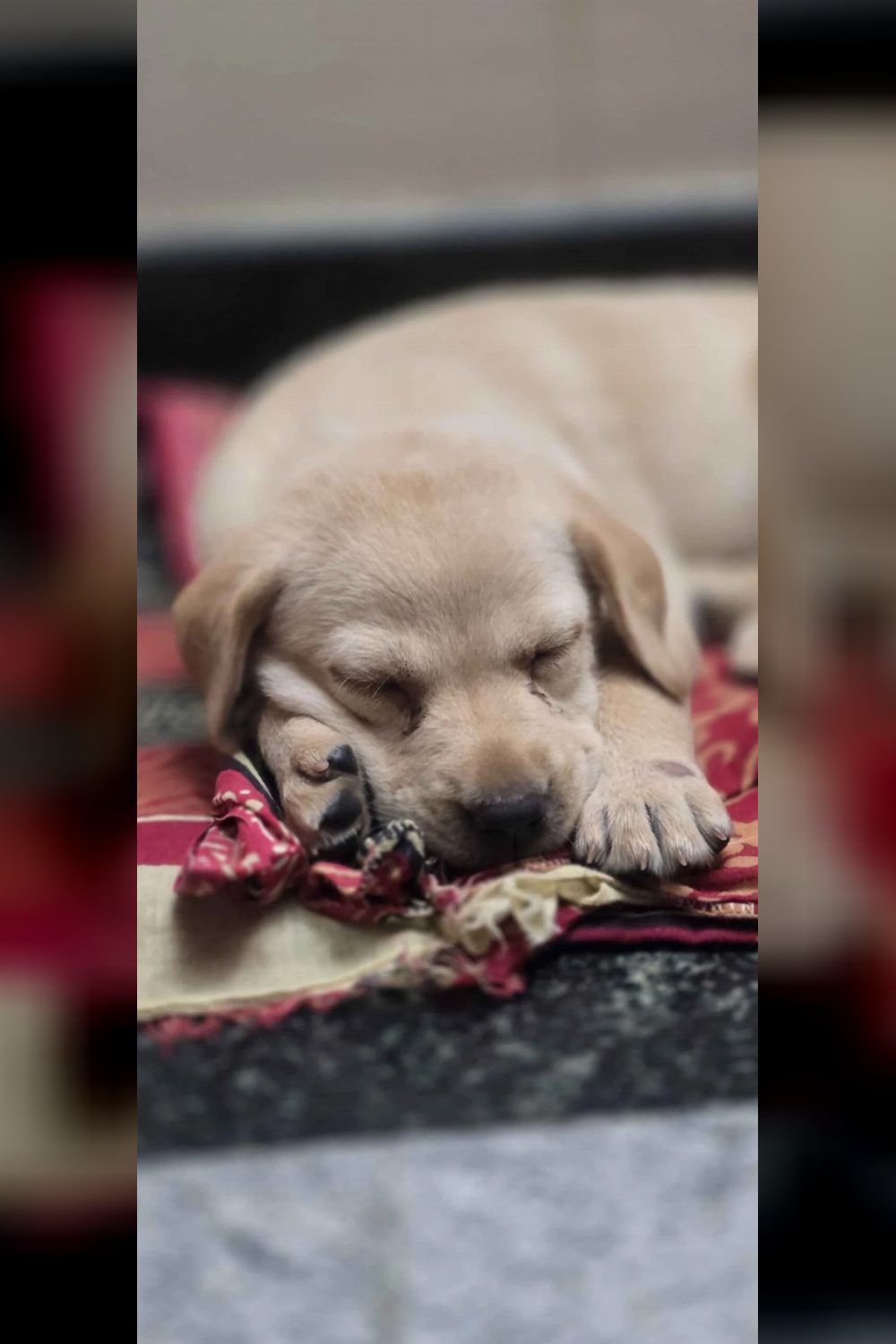 Puppy ADOPTION/RESCUE Request Bengaluru